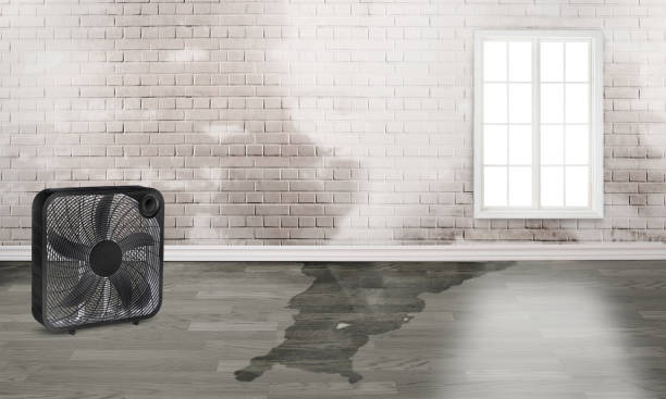 Best Basement water damage restoration  in Lincoln, ND